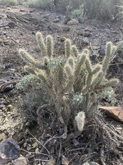 Cylindropuntia acanthocarpa acanthocarpa