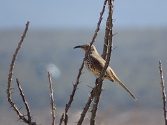 Toxostoma cinereum