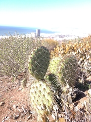 Opuntia oricola