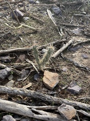 Cylindropuntia acanthocarpa acanthocarpa