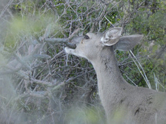 Odocoileus virginianus couesi