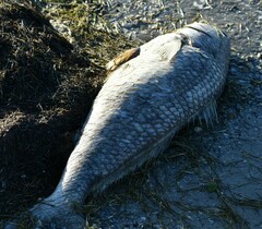 Sciaenops ocellatus