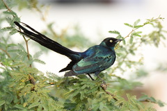 Lamprotornis caudatus