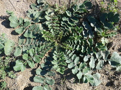 Raphanus raphanistrum landra