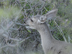 Odocoileus virginianus couesi