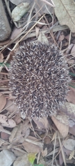 Atelerix