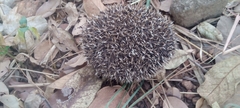 Atelerix