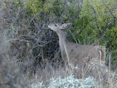 Odocoileus virginianus couesi