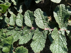 Raphanus raphanistrum landra