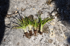 Isoetes