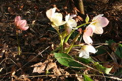 Helleborus niger