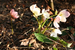 Helleborus niger
