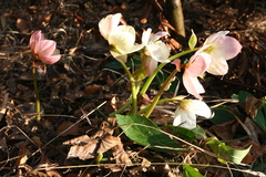 Helleborus niger