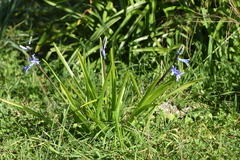 Hyacinthus orientalis
