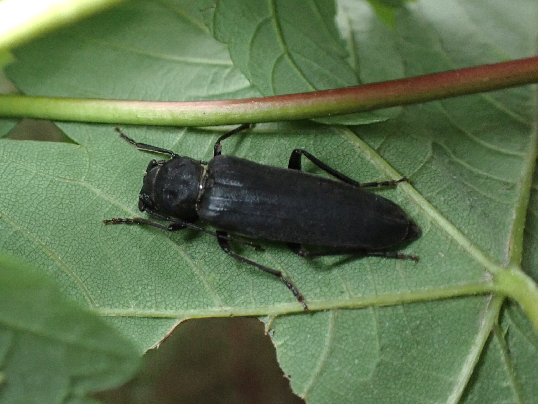 Arhopalus ferus (Mulsant, 1839)