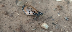 Acraea neobule