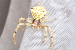 Thomisus citrinellus