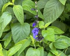 Salvia urticifolia