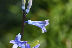 Hyacinthus orientalis