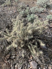 Cylindropuntia acanthocarpa acanthocarpa