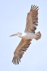 Pelecanus rufescens