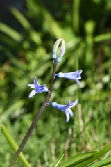 Hyacinthus orientalis