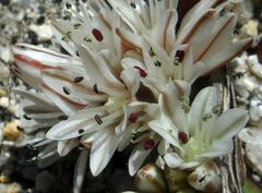 Allium burlewii