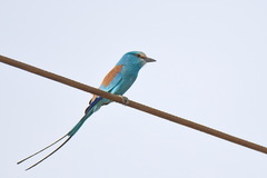 Coracias abyssinicus