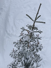 Abies magnifica magnifica