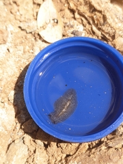 Pericelis cata
