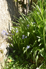 Hyacinthus orientalis