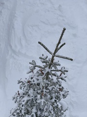 Abies magnifica magnifica