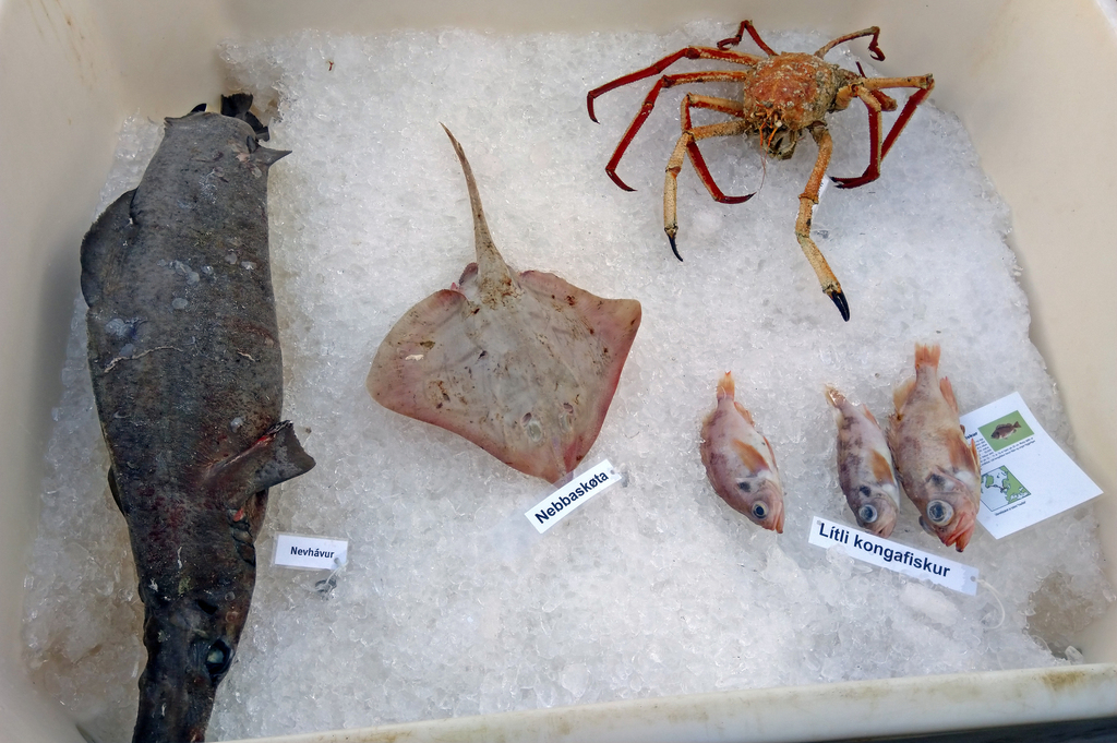 Shagreen ray (Leucoraja fullonica) — Rajidae