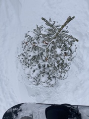 Abies magnifica magnifica