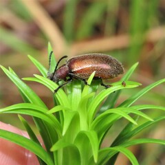 Metriolagria affinis