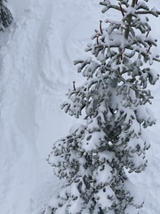 Abies magnifica magnifica