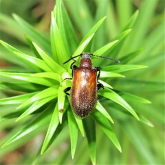 Metriolagria affinis