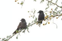 Bubalornis albirostris