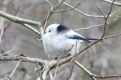 Aegithalos caudatus caudatus