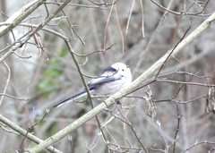 Aegithalos caudatus caudatus