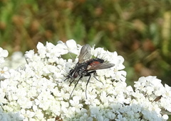 Eriothrix rufomaculata