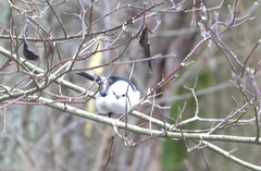 Aegithalos caudatus caudatus