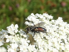 Eriothrix rufomaculata