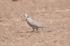 Streptopelia vinacea