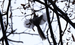 Aegithalos caudatus caudatus