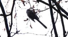 Aegithalos caudatus caudatus
