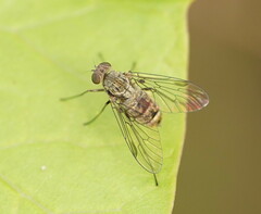 Chrysopilus