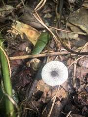 Leucocoprinus brebissonii