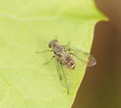 Chrysopilus