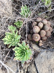 Dudleya brittonii